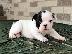 PoulaTo: AKC quality French Bulldog Puppy for free adoption!!!